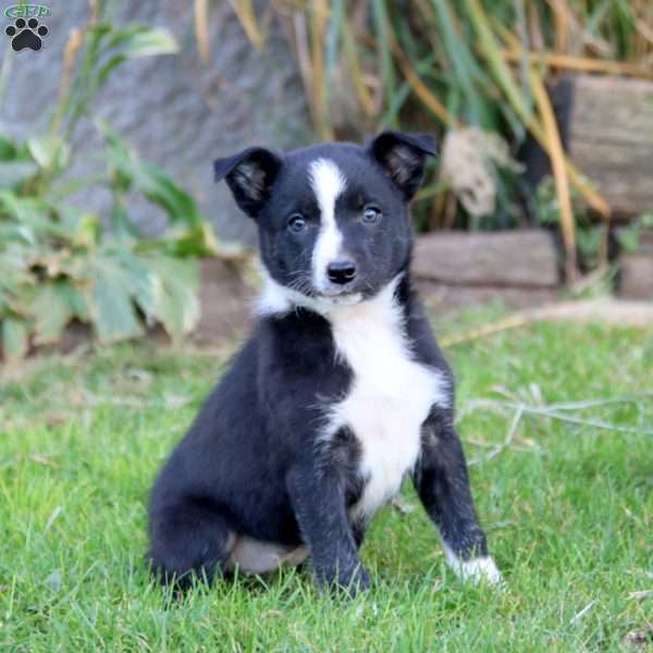 Stella, Border Collie Puppy