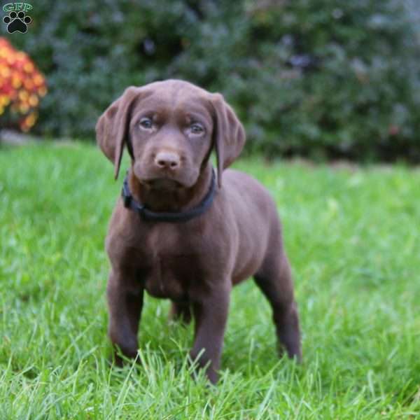 Stella, Chocolate Labrador Retriever Puppy