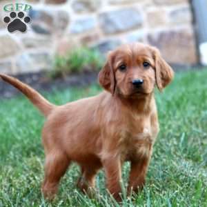 Stella, Irish Setter Puppy