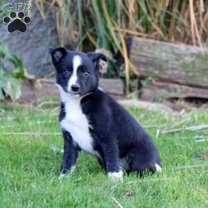 Stella, Border Collie Puppy