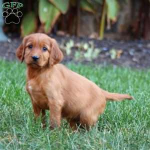 Stella, Irish Setter Puppy