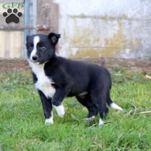 Stella, Border Collie Puppy