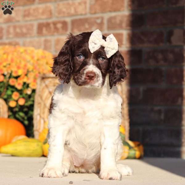 Stella, English Springer Spaniel Puppy