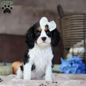 Stella, Cavalier King Charles Spaniel Puppy