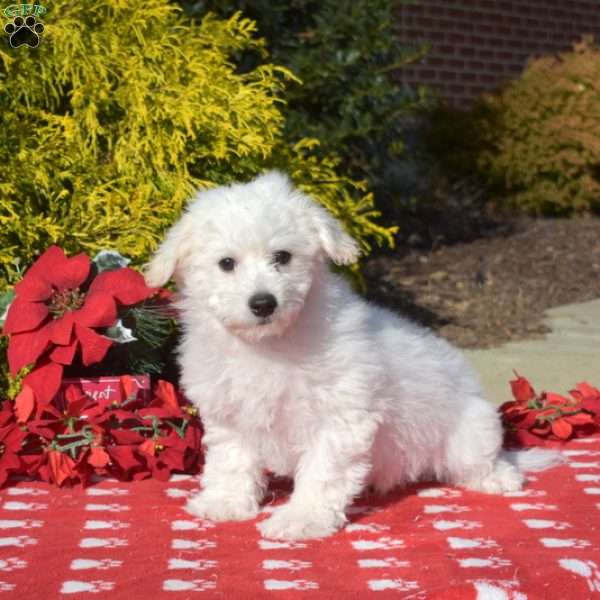 Stewie, Bichon Frise Puppy