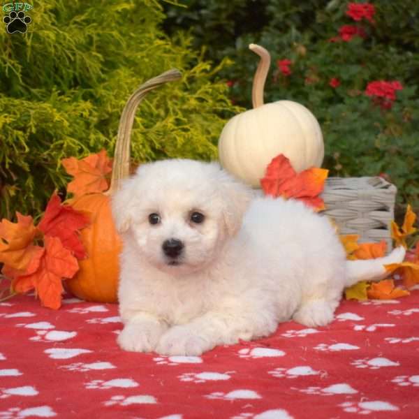 Stewie, Bichon Frise Puppy