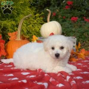 Stewie, Bichon Frise Puppy