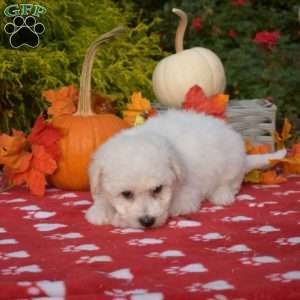 Stewie, Bichon Frise Puppy