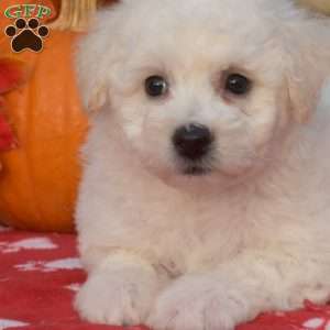 Stewie, Bichon Frise Puppy