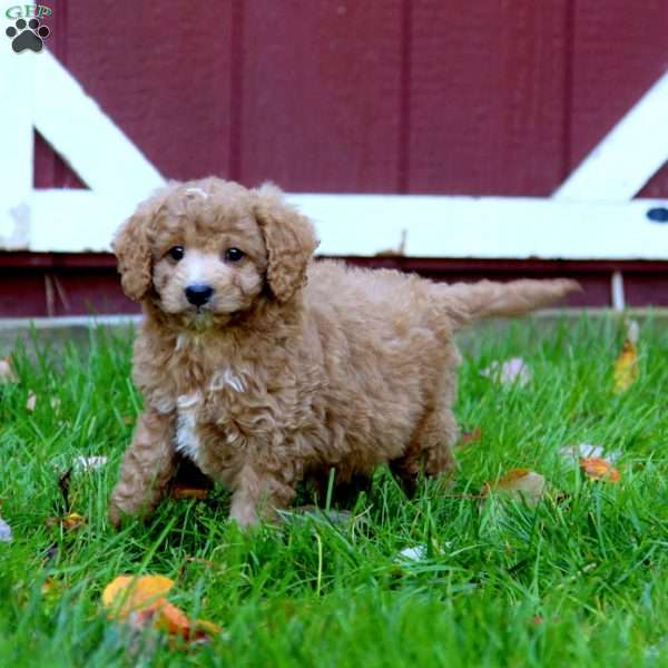 Stirling, Cockapoo Puppy