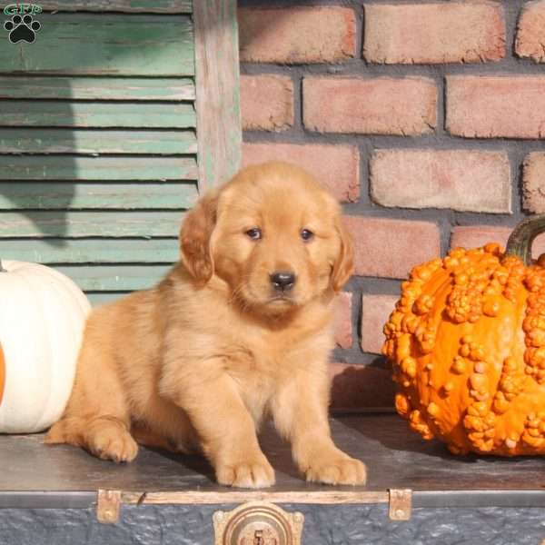 Sue, Golden Retriever Puppy