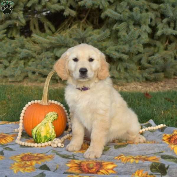 Sugar, Golden Retriever Puppy