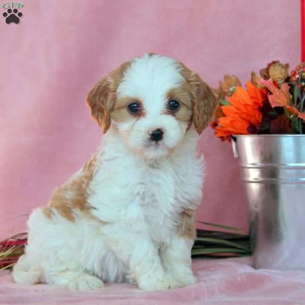 Sugar, Cavalier King Charles Mix Puppy