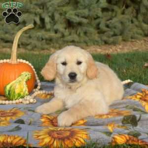 Sugar, Golden Retriever Puppy