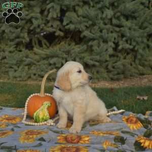 Sugar, Golden Retriever Puppy