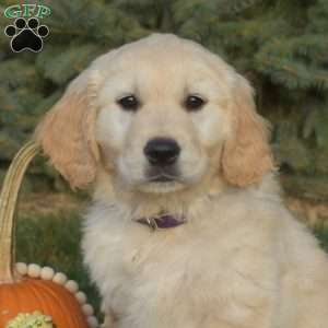 Sugar, Golden Retriever Puppy