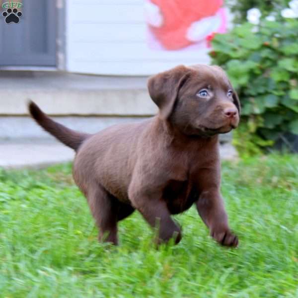 Sugar, Chocolate Labrador Retriever Puppy