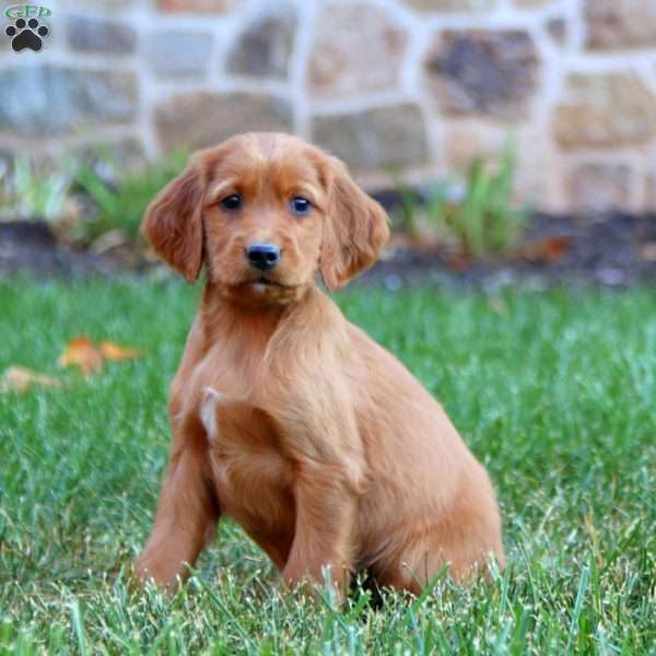 Sugar, Irish Setter Puppy