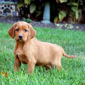 Sugar, Irish Setter Puppy