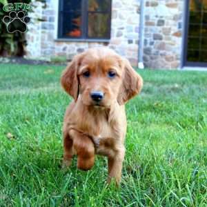 Sugar, Irish Setter Puppy