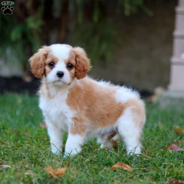 Sunny, Cavapoo Puppy