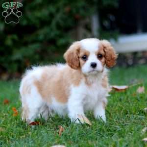 Sunny, Cavapoo Puppy