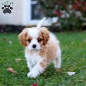 Sunny, Cavapoo Puppy