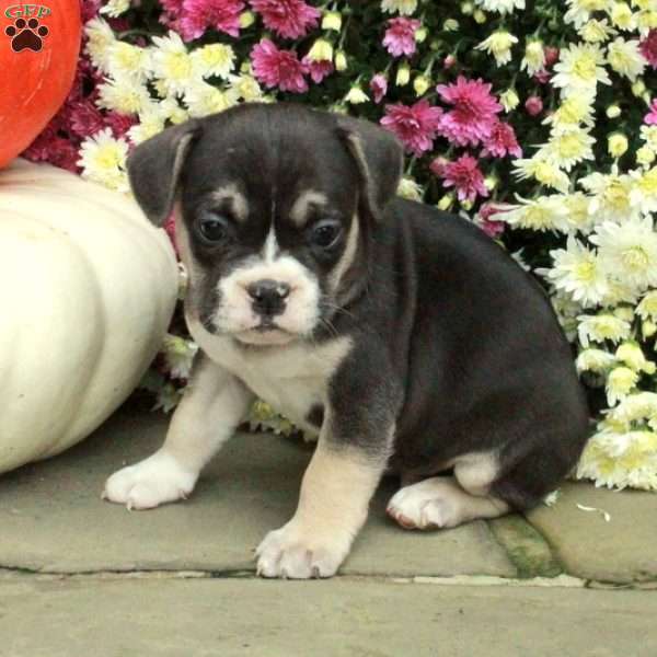 Sutton, French Bulldog Mix Puppy