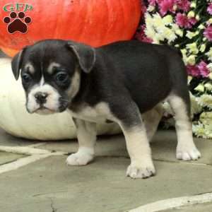 Sutton, French Bulldog Mix Puppy