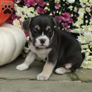 Sutton, French Bulldog Mix Puppy