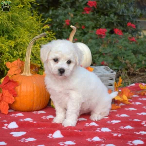 Suzy, Bichon Frise Puppy