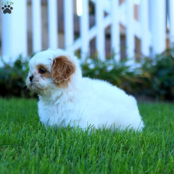 Suzy, Shih Tzu Puppy