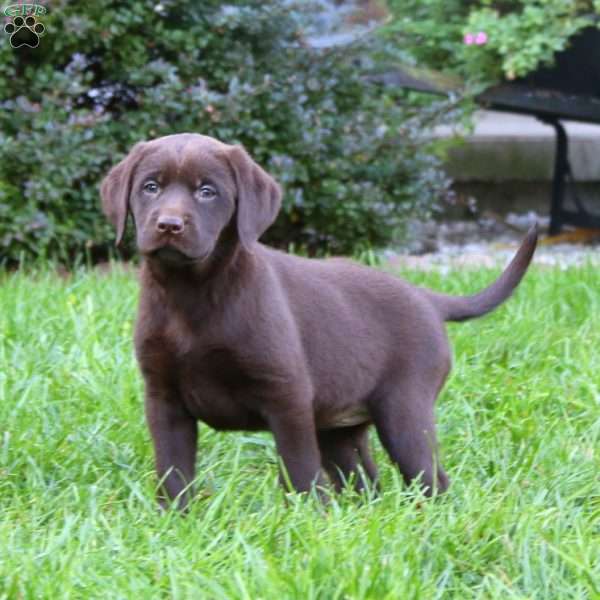 Suzy, Chocolate Labrador Retriever Puppy