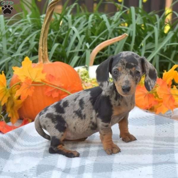 Sweet Potato-Mini, Dachshund Puppy