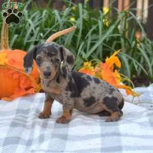 Sweet Potato-Mini, Dachshund Puppy