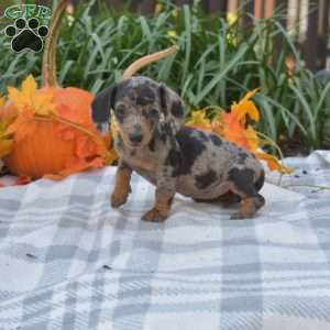 Sweet Potato-Mini, Dachshund Puppy