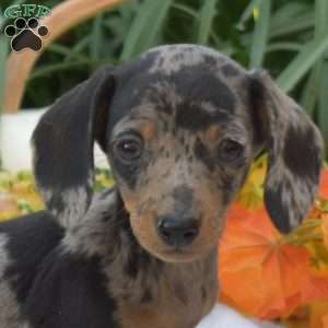 Sweet Potato-Mini, Dachshund Puppy