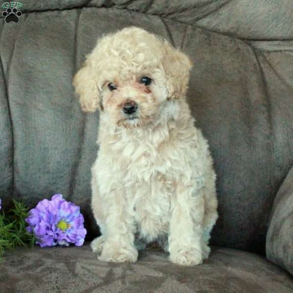 Sweetie, Toy Poodle Puppy