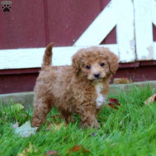 Sylvia, Cockapoo Puppy