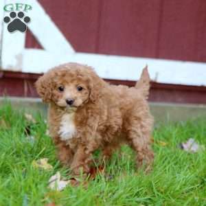 Sylvia, Cockapoo Puppy