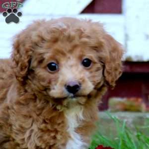 Sylvia, Cockapoo Puppy