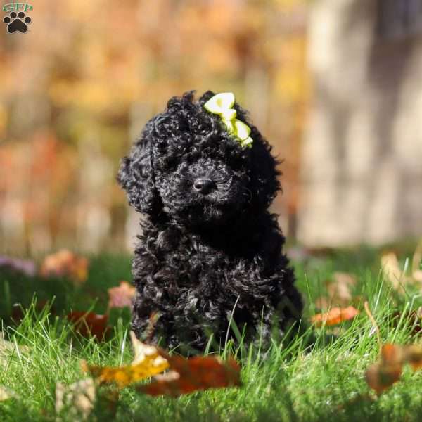 Sylvia, Cockapoo Puppy