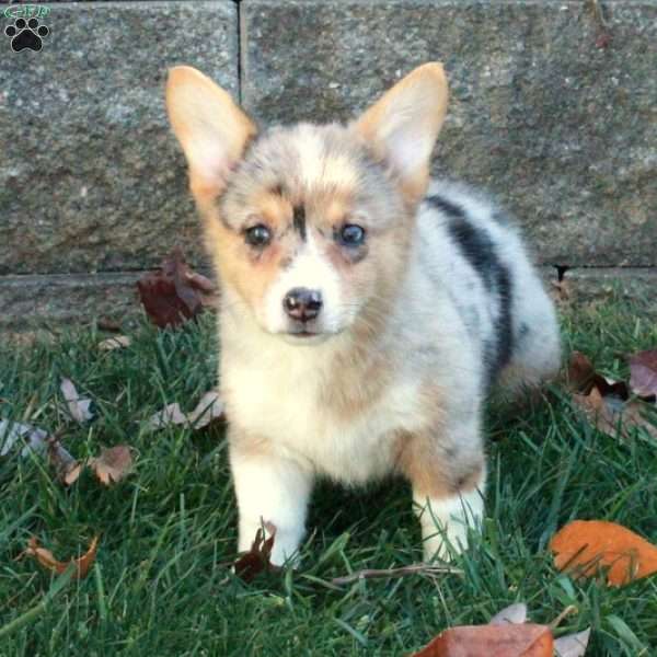 Tabby, Pembroke Welsh Corgi Puppy