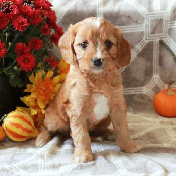 Tabby, Cavalier King Charles Mix Puppy