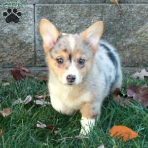 Tabby, Pembroke Welsh Corgi Puppy