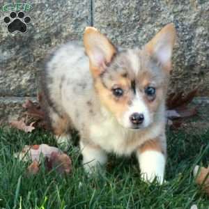 Tabby, Pembroke Welsh Corgi Puppy