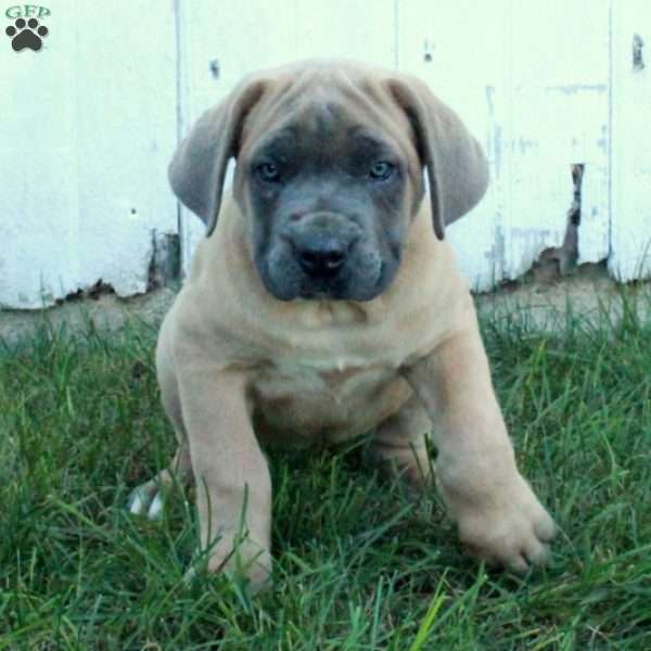 Tabitha, Cane Corso Puppy