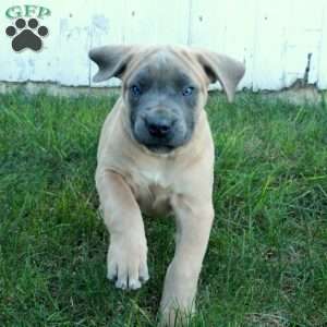 Tabitha, Cane Corso Puppy