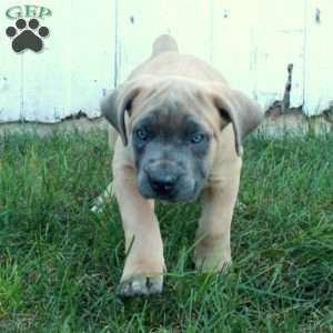 Tabitha, Cane Corso Puppy