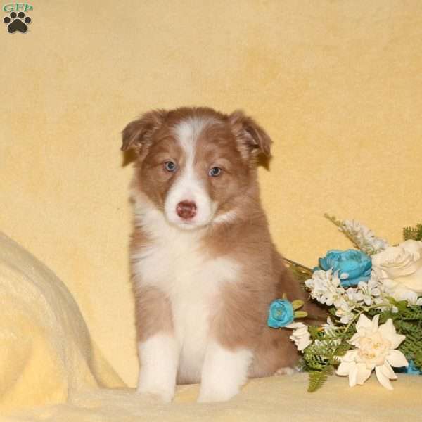 Taffy, Border Collie Puppy